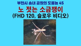 부천시 송내 공원의 도롱뇽 45. 노 젓는 소금쟁이 (FHD 120, 슬로우 비디오); Korean salamander 45. Rowing water strider
