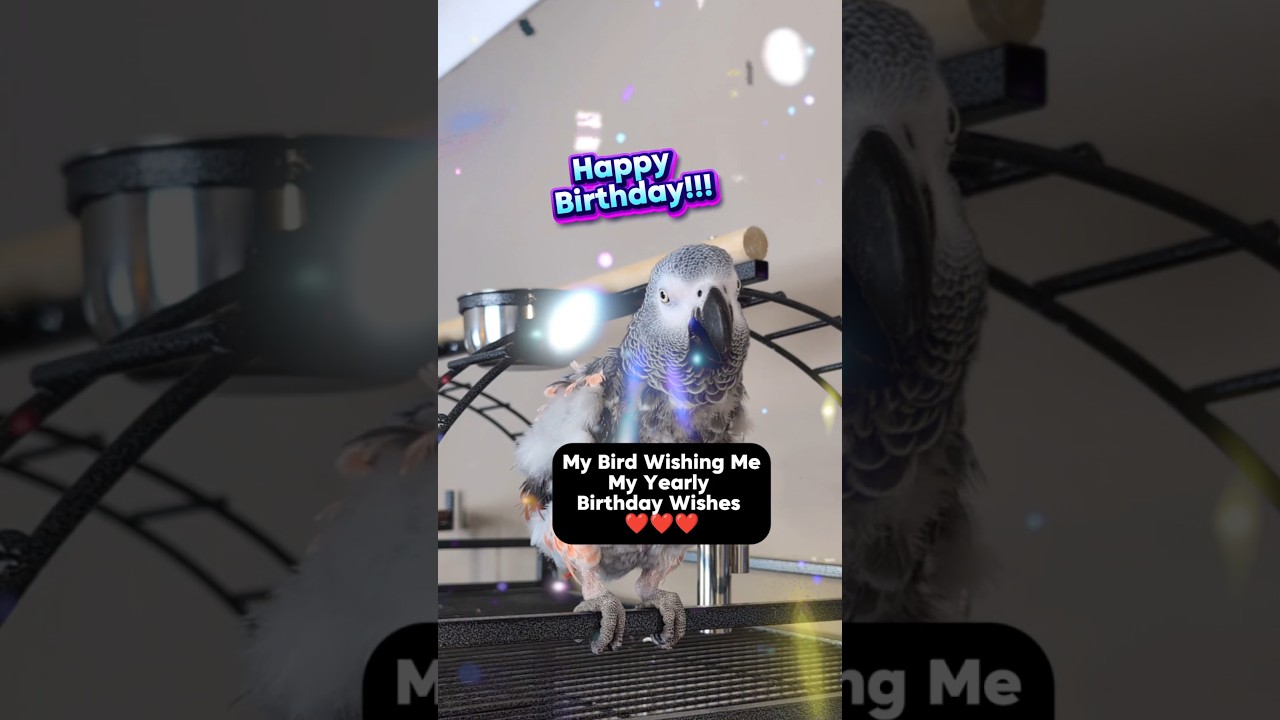 Cuteness Overload: Bird Wishing Owner Her Yearly Birthday Wishes❤️ 