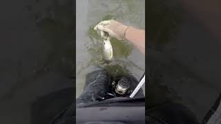 #wisconsin #shortsvideo #fishing #shortsyoutube #driftless #shortsfeed #shortsviral #browntrout