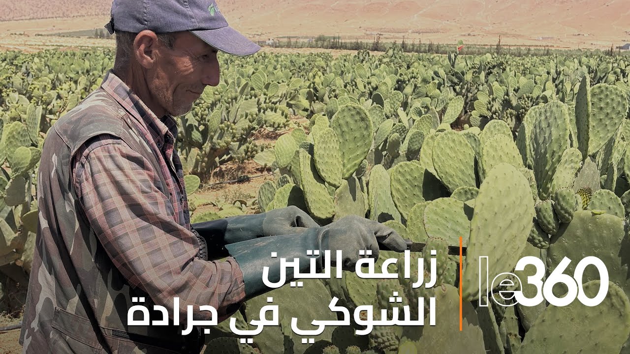 ضيعة نموذجية بإقليم جرادة تُعيد الأمل في زراعة التين الشوكي المقاوم