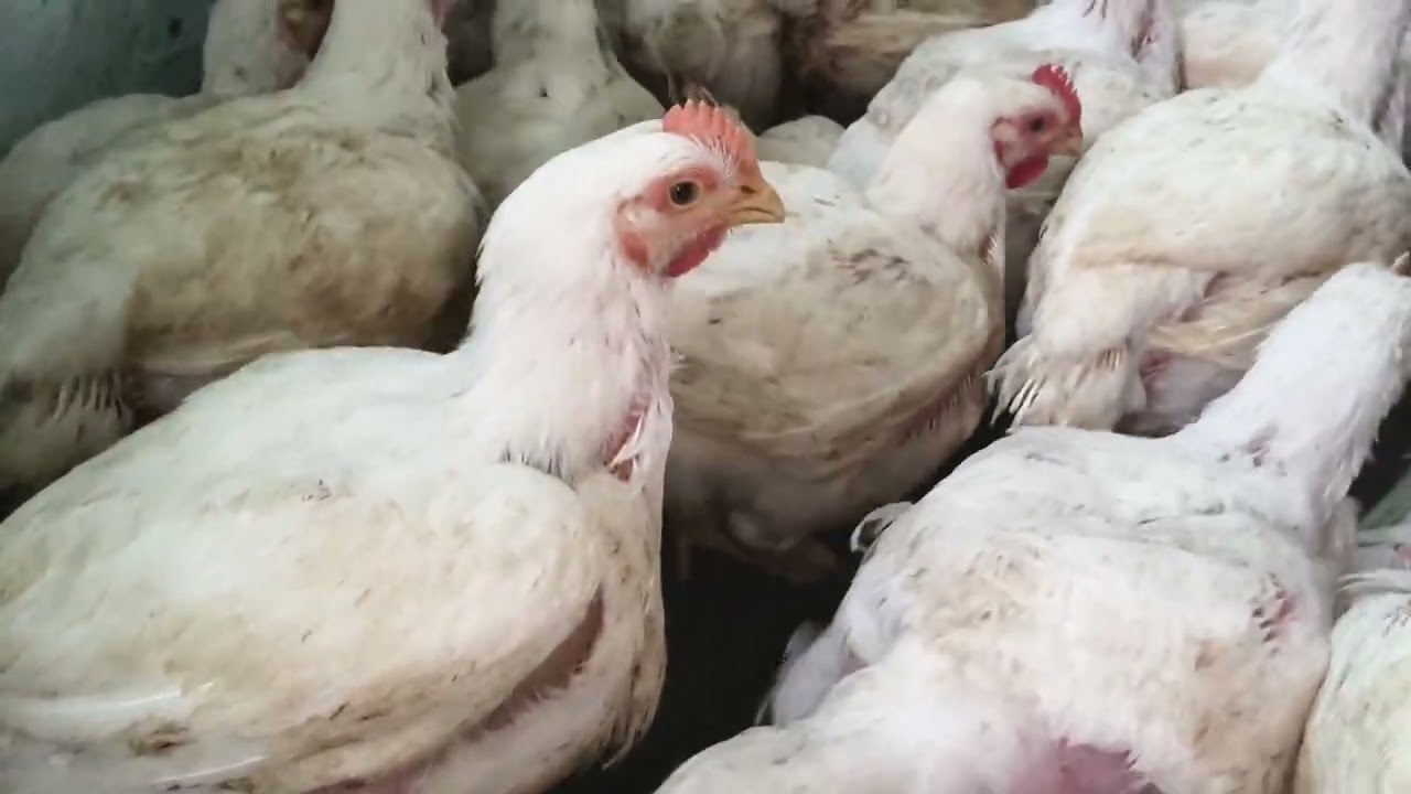 Chicken 🐔 India and Live Blog video new block chicken 