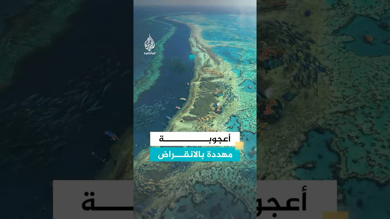 لماذا قد يختفي الحيد المرجاني العظيم بأستراليا؟