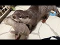 Mama Otter Leaves Her Babies with Human