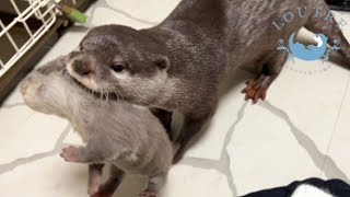 Mama Otter Leaves Her Babies with Human
