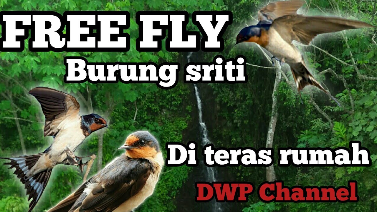 Rumah Ditempati Burung Sriti