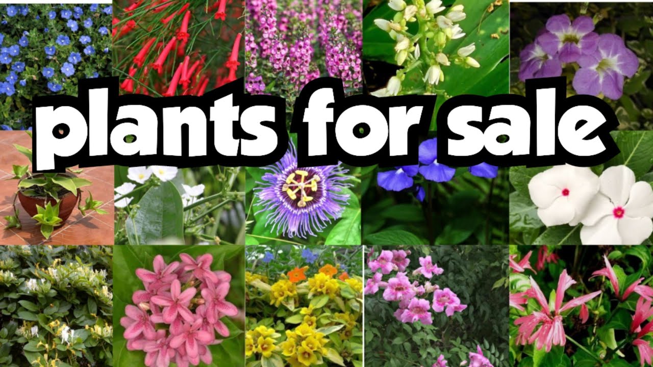 Plants for sale||sera's gardens||10-03-25