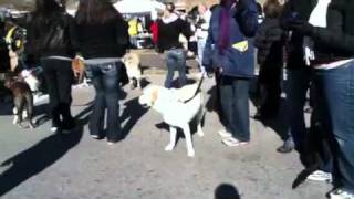 Beggin' Pet Parade in St. Louis