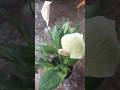 Growing peace lilies #garden #flowergarden #gardenlover #plantlover #beautifullgarden#lilies #short
