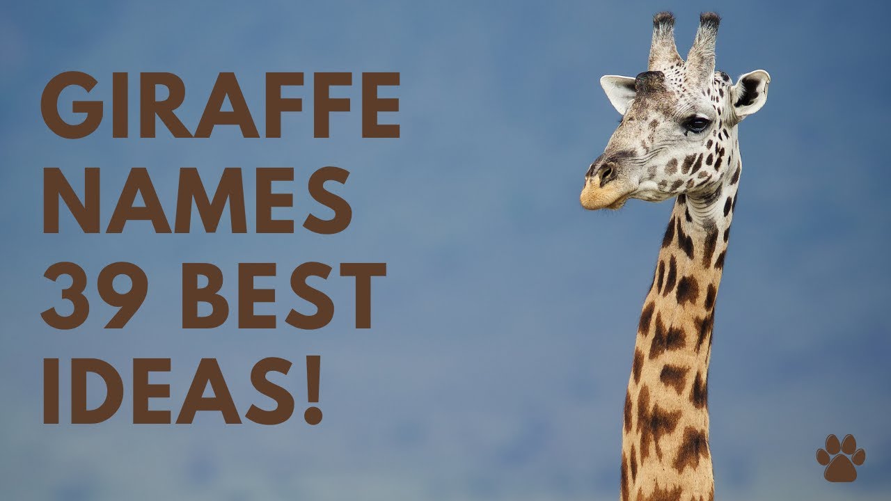 🦒 Giraffe Names 🌿 39 BEST 🌿 TOP [like Jared & Melman] Ideas Names