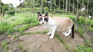 おしゃれな花壇で出会ったハチワレ猫とシャム猫がベンチに案内してくれた
