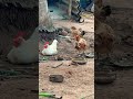 Hen 🐓 Everything in the world you can find good things🐔