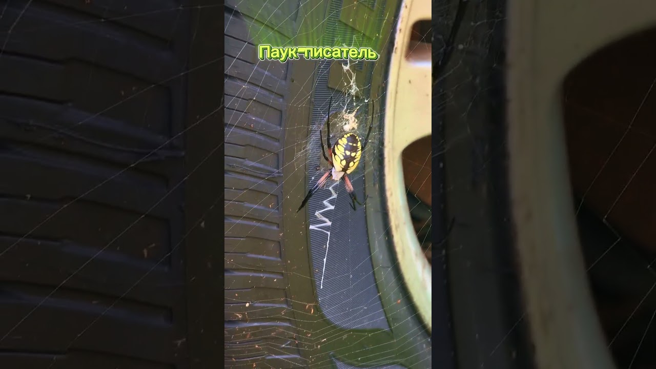 Паук-писатель 🕷️✍️Подпись на паутине 