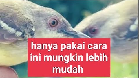 mikat burung pakai joran pancing
