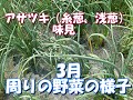 アサツキ栽培　アサツキを収穫して味見＆3月下旬の周りの野菜風景