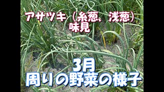 アサツキ栽培　アサツキを収穫して味見＆3月下旬の周りの野菜風景