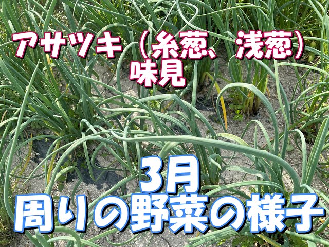 浅葱　 旬の食材：浅葱のペペロンチーノ – クラシコサエル