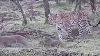A leopard and its cubs roaming freely in African wilderness