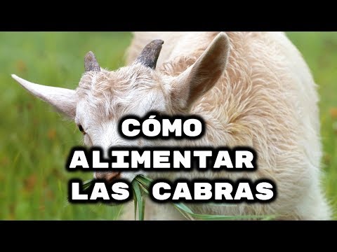 Video: Cómo Alimentar A Las Cabras
