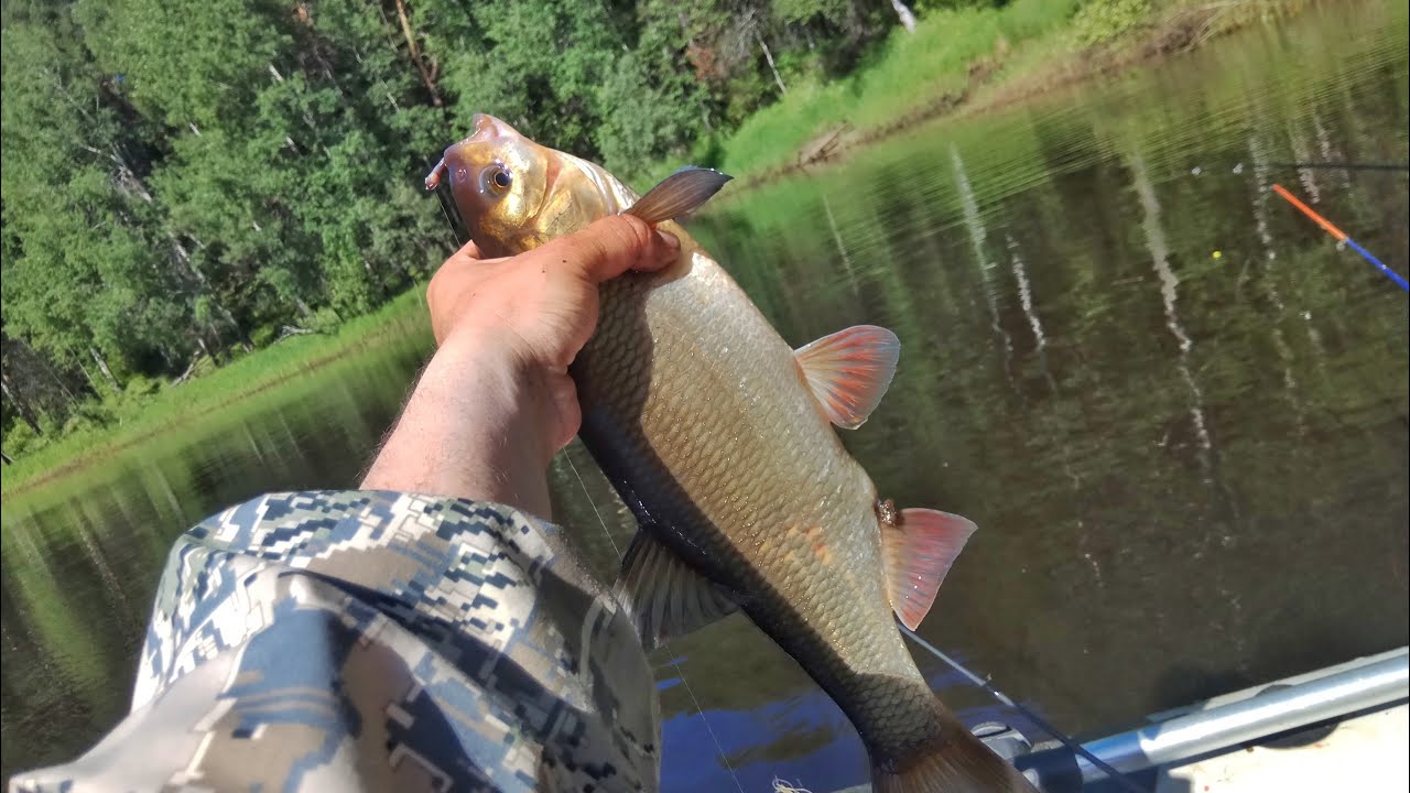 рыбалка на лесной речке