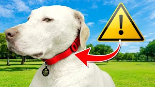 Dog Collars Are WAY More Dangerous Than You Think [WARNING]