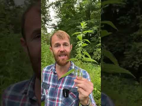 Vidéo: Plantes allergiques à l'automne : en savoir plus sur les plantes qui causent des allergies en automne