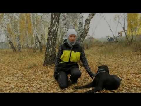 городская собака