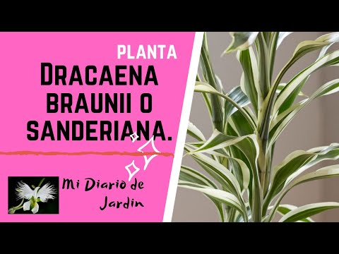Video: Dracaena Sander: descripción, foto, plantación y cuidado