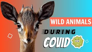 WILD 🐗 ANIMALS During 😷 COVID 19 by Animals for All 475 views 3 years ago 3 minutes, 32 seconds