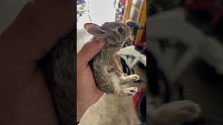 The name with more likes ill baptize him!!! #bunny #friend #shorts #name