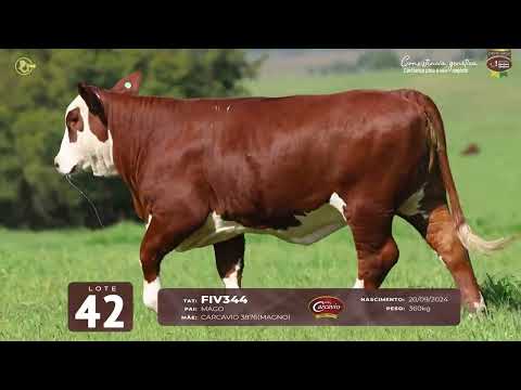 LOTE 42 - TAT FIV344 F Braford