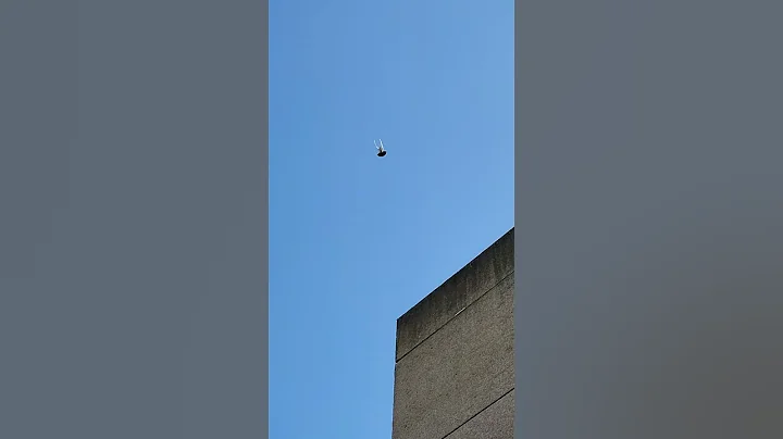 hig flying pigeon in Israel. Michael Uriah