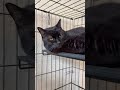 400+ Animals Are Depending On Us To Keep Them Safe, But We Are Running On Fumes [STORY BELOW]