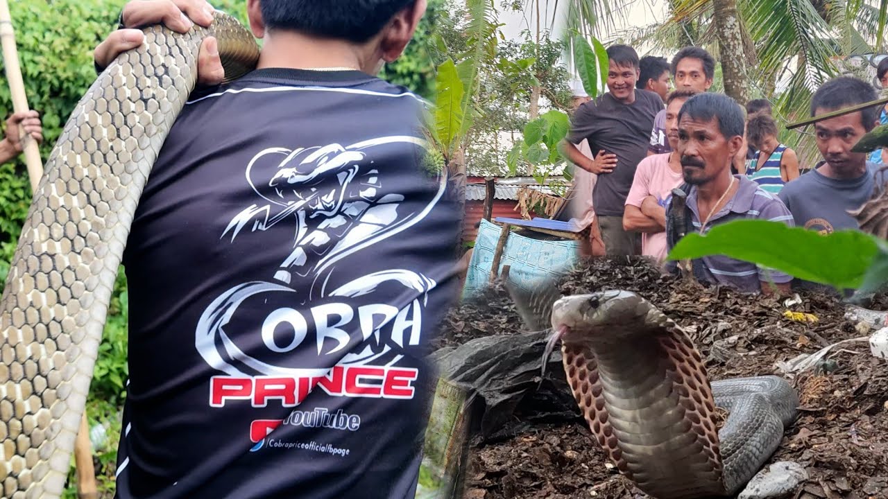 MGA MAMAW NA COBRA SA LOOB NG BAHAY