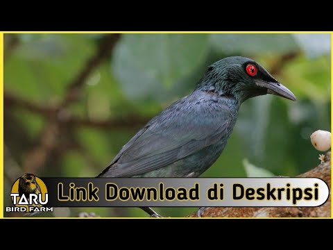 Suara Masteran Burung Cucak Keling 