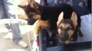 Лай щенка немецкой овчарки German Shepherd Dog (Animal Breed)