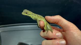 Philippine Sailfin Dragons Hatching! | Clutch 8 | BION Stock | February 17th, 2026