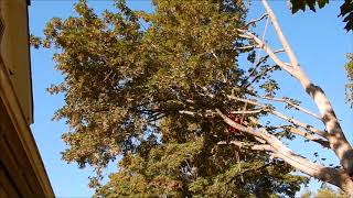 Big Leaf Maple Removal Timelapse (partial)