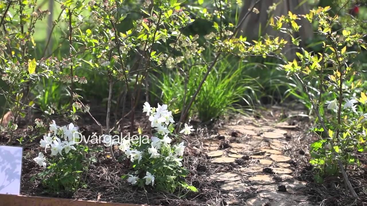 John taylor berättar om malmö garden show 2016 08 06