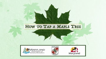 How to Tap a Maple Tree - Maryland Department of Natural Resources