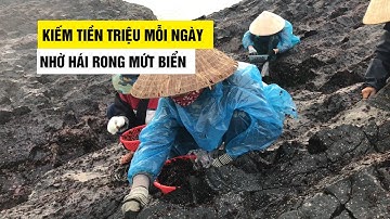 Kiếm tiền triệu mỗi ngày nhờ hái rong mứt biển trên ghềnh đá bên sóng dữ
