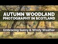 Autumn Woodland Photography. Embracing Sunny &amp; Windy Weather