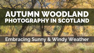 Autumn Woodland Photography. Embracing Sunny &amp; Windy Weather
