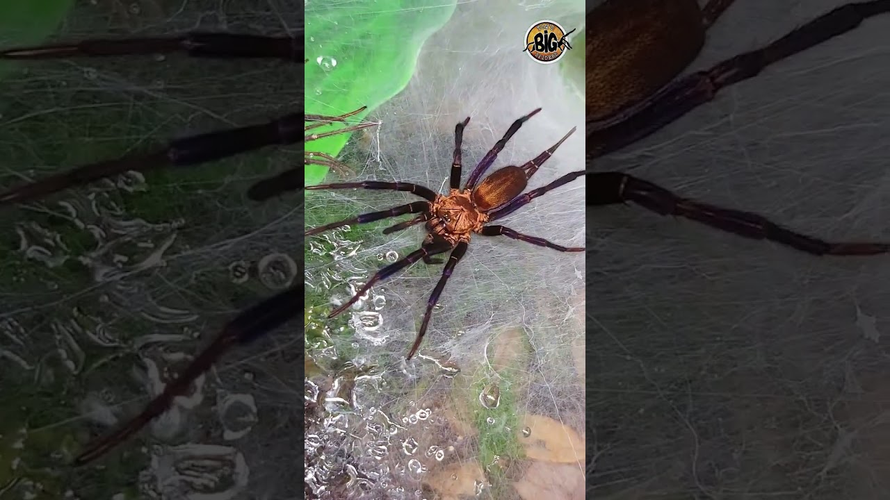 Паук-занавесник позирует перед едой (Linothele sericata) 