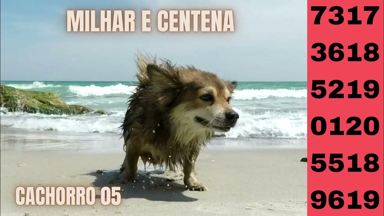 Palpites do jogo do bicho 25/03 YouTube Palpites do jogo do bicho 25/03 YouTube