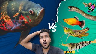 Feeding Oscar Fish Malayalam |  ഇവിടെ എന്തും പോകും  | monster fish feeding Video | Oscar fish