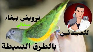 (100)كيفية ترويض ببغاء سنغالي وحشيSenegal#Parrot#