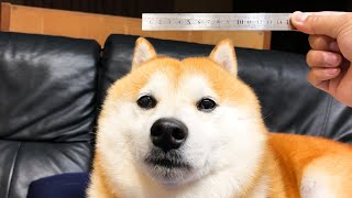 ものさしが近づくと耳をピコピコさせて測定を台無しにする柴犬