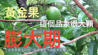 《4》黃金果膨大期，應該注意的事，施什麼肥料?