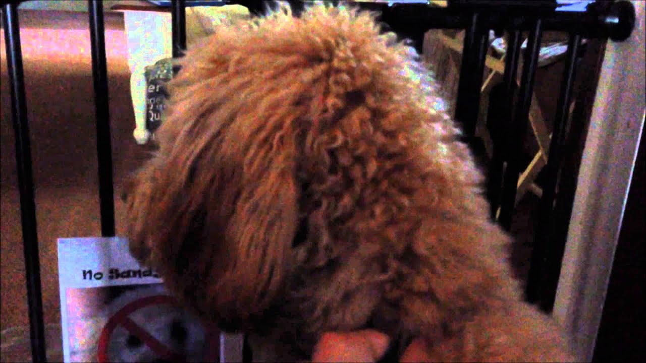 Incredibly hyper dog jumps over the gate YouTube