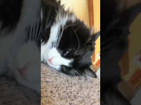 Cosmo is sleeping on the stairs.. #shorts #fypage #trendingshorts #trending